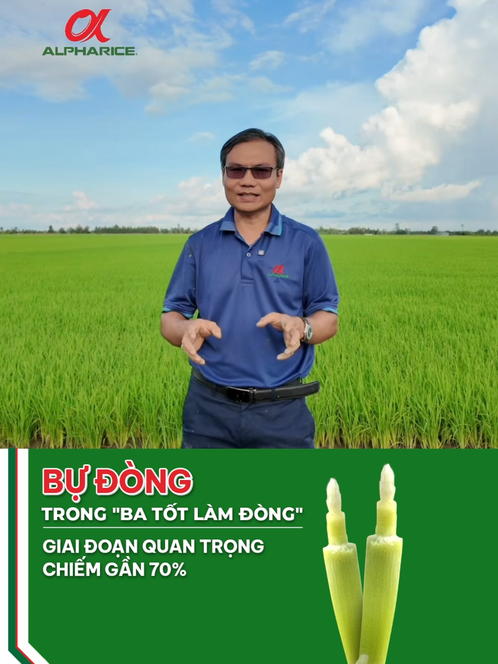 Một trong những giai đoạn quan trọng nhất của cây lúa là Giai Đoạn Làm Đồng