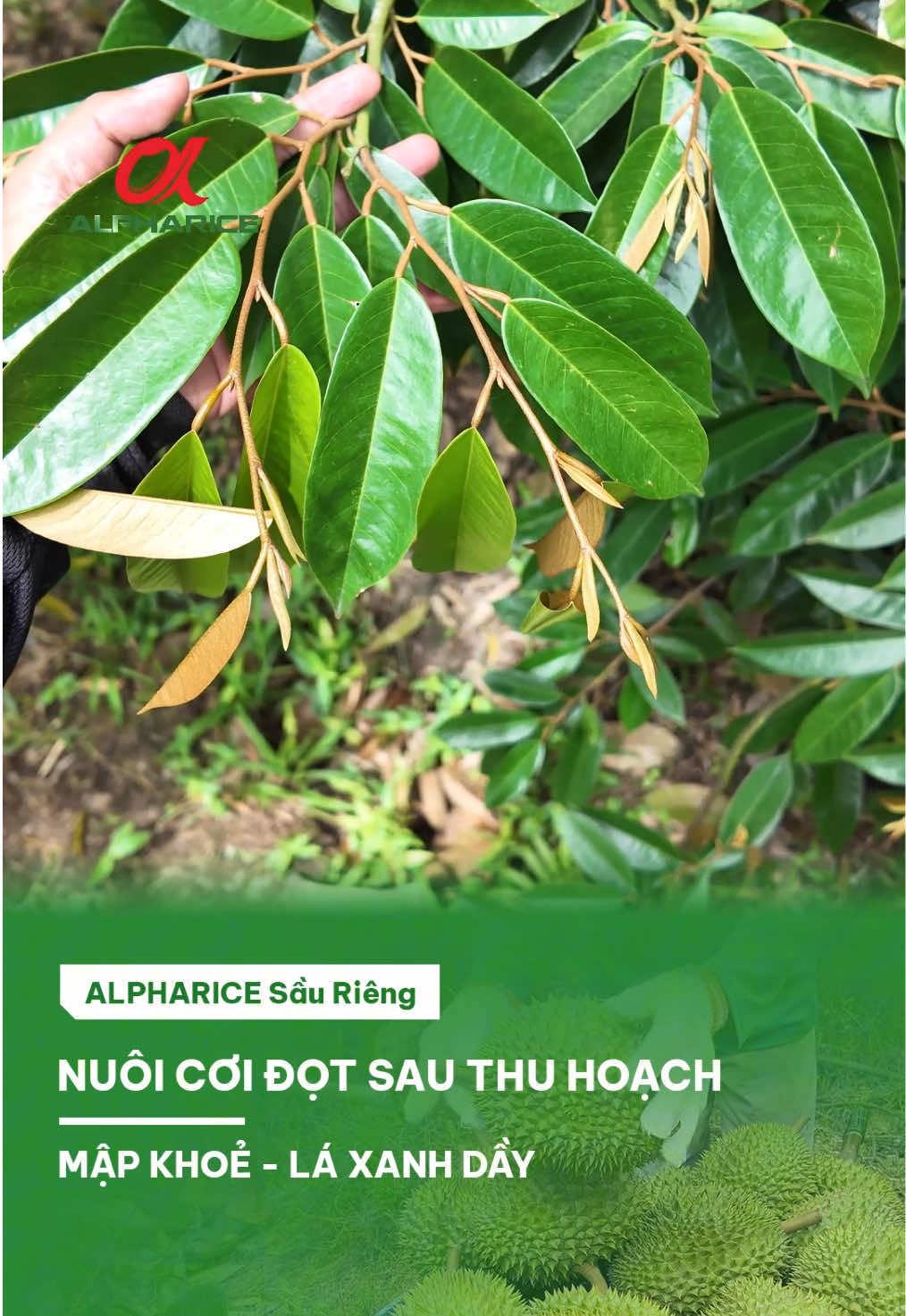 Trong video này chia sẻ về cách bảo vệ rễ non và nuôi dưỡng sức mạnh xanh dày sau một mùa Sầu Riêng bội thu