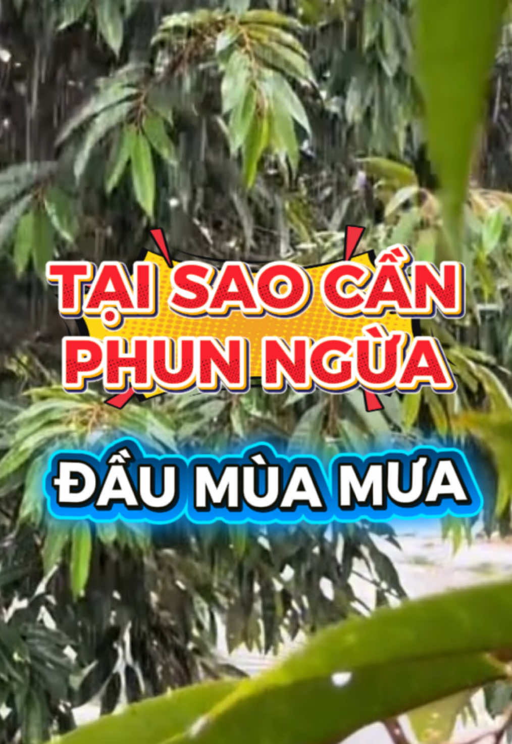 ⁉️ TAI SAO CẦN PHUN NGỪA NẤM BỆNH CHO SẦU RIÊNG - VÀO START MÙA MƯA?