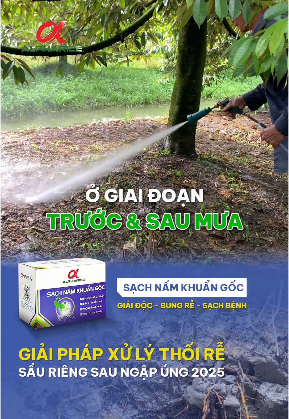 Vườn Sầu Riêng tơ 1-4 năm rất cần phun giải khát bất kỳ vào trước và sau mùa mưa
