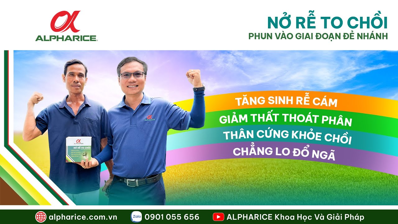 GIẢI PHÁP NỞ RỄ TO CHỒI GIÚP CÂY LÚA KHỎE TỪ ĐẦU VỤ - CHỒI ĐỒNG ĐỀU , CHẲNG LO ĐỔ NGÃ