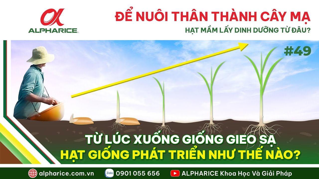 KHI MỚI GIEO SẠ - HẠT MẦM LẤY DINH DƯỠNG TỪ ĐÂU ĐỂ NUÔI RỄ, NUÔI THÂN PHÁT TRIỂN THÀNH MẠ