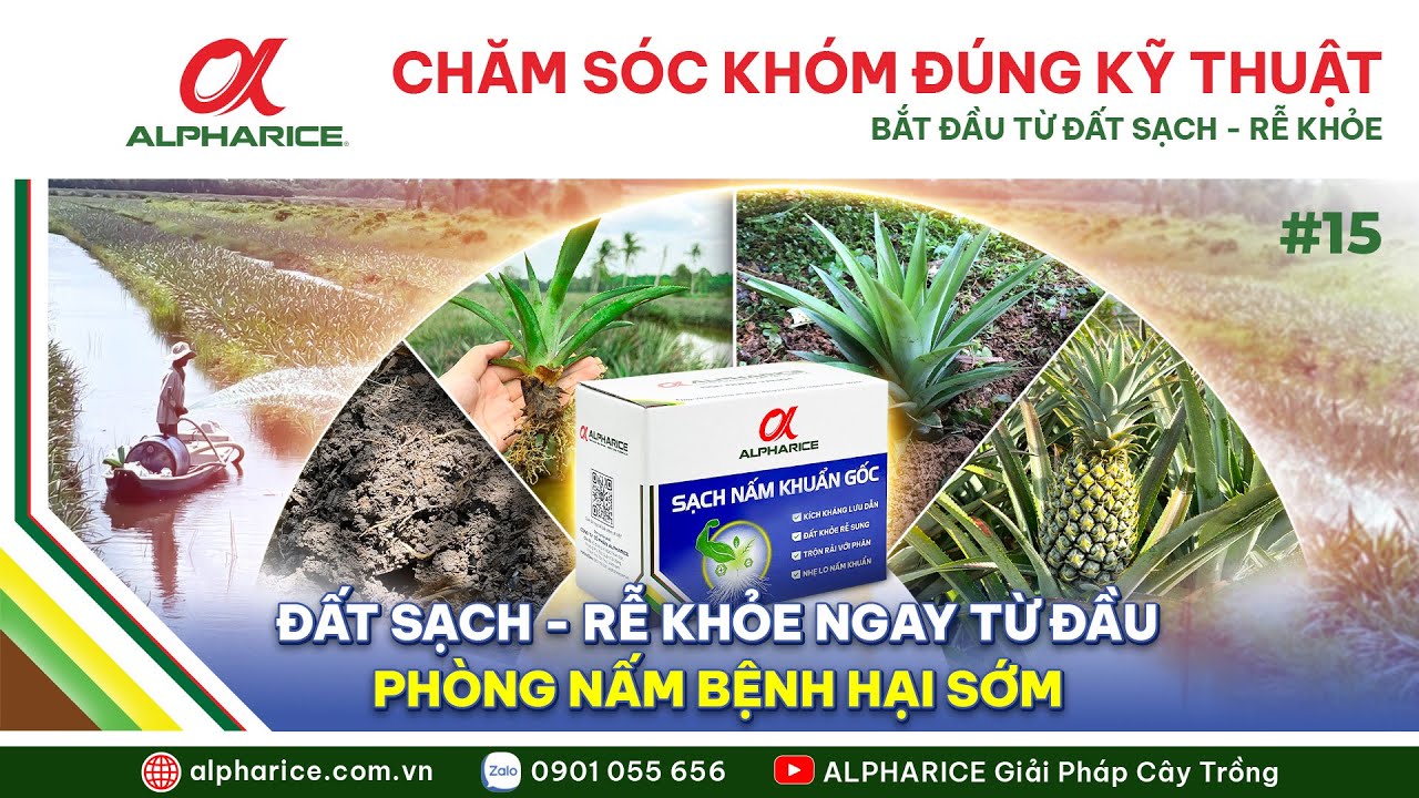 CHĂM SÓC KHÓM ĐÚNG KỸ THUẬT: BẮT ĐẦU TỪ ĐẤT SẠCH - RỄ KHỎE