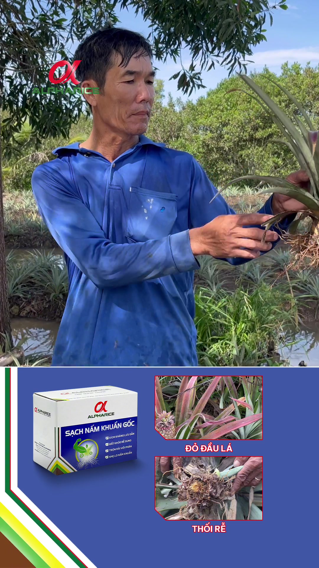 Hiệu quả của bộ giải pháp Sạch Nấm Khuẩn Gốc trên cây khóm?