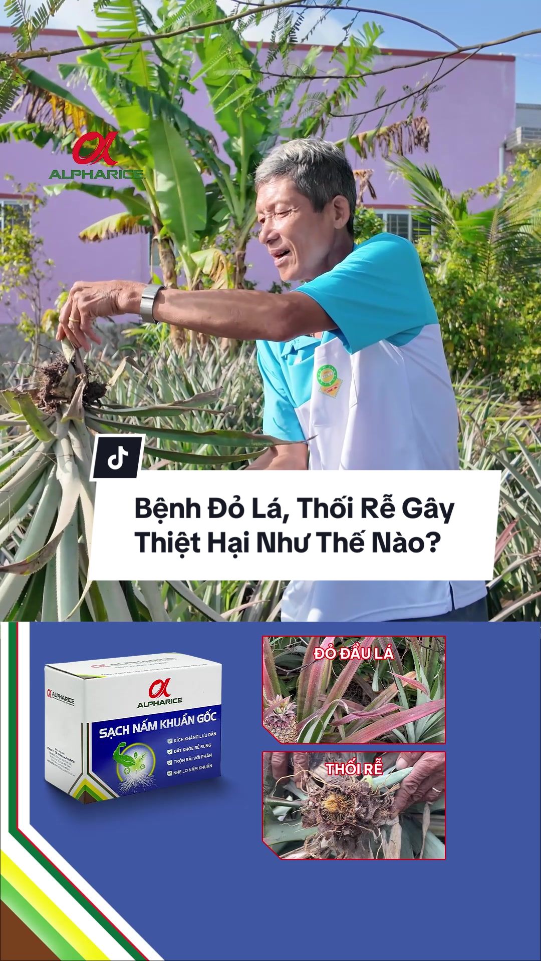 Bệnh đỏ lá, thối rễ gây hại như thế nào?