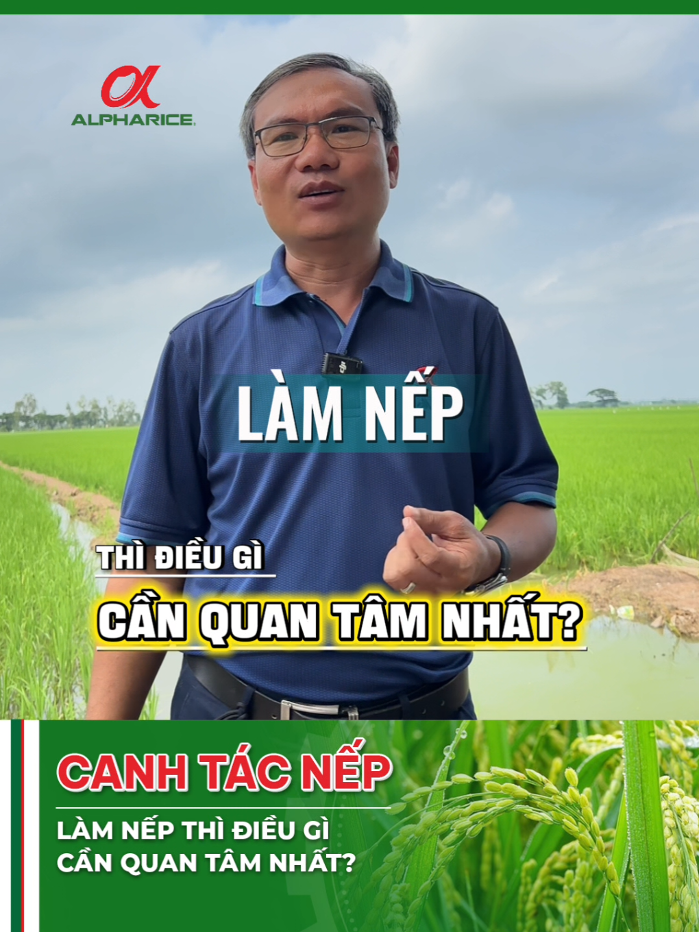 Làm Nếp thì điều gì cần quan tâm nhất?