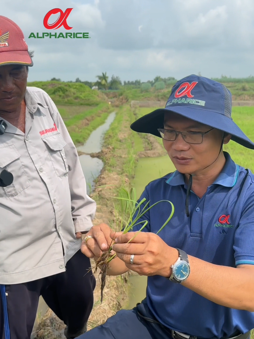 GIẢI PHÁP NỞ RỄ TO CHỒI nên được sử dụng trong giai đoạn nào đây Bà Con?