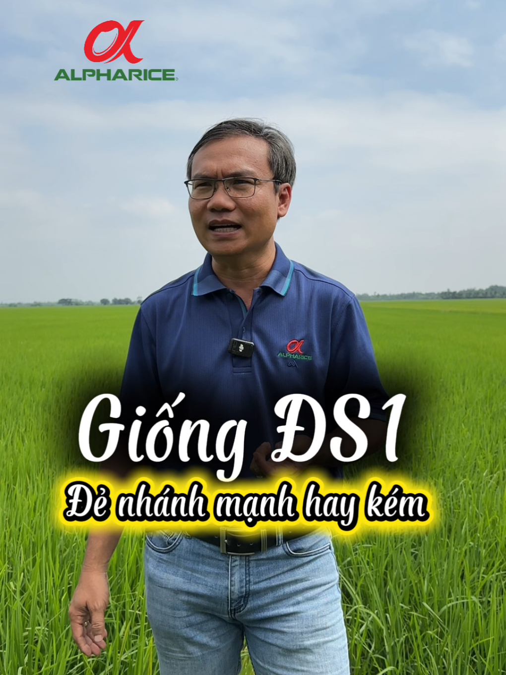 Giống lúa ĐS1 sinh nhánh hay yếu, và có giá nhiều phân tích khi canh tác loại giống như thế này không Bà Con? Theo dõi ALPHARICE để biết thêm nhiều thông tin nhé!