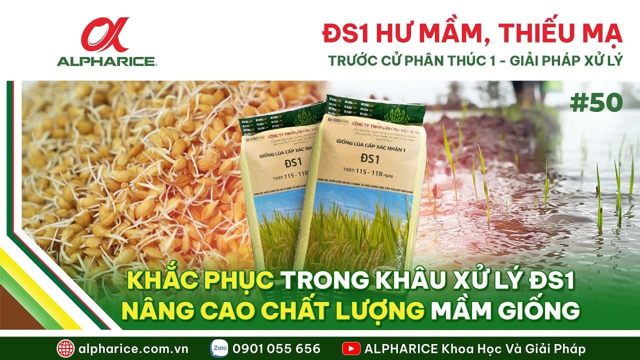 TRƯỚC CỬ PHÂN THÚC 1: ĐS1 THƯỜNG XẢY RA TÌNH TRẠNG HƯ MẦM, THIẾU MẠ - GIẢI PHÁP XỬ LÝ