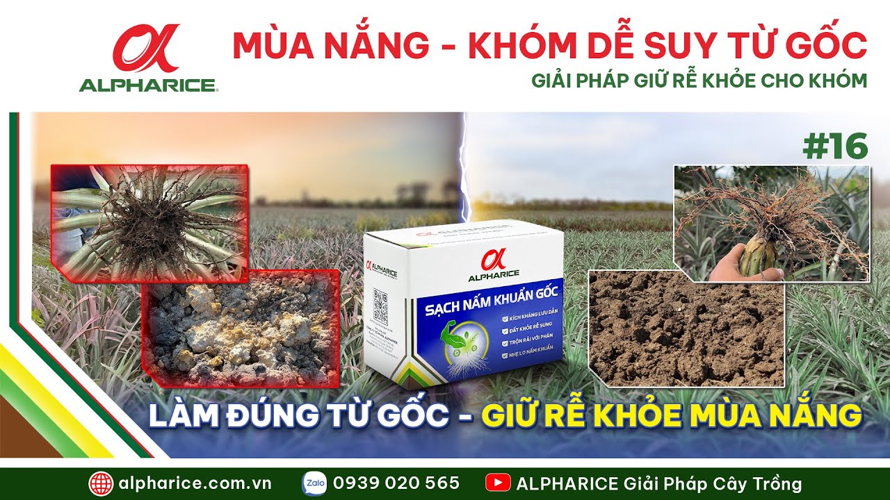CHUYỂN SANG MÙA NẮNG, KHÓM DỄ SUY TỪ GỐC - GIẢI PHÁP GIỮ RỄ KHỎE, KHÓM ĐI TỚI CUỐI VỤ