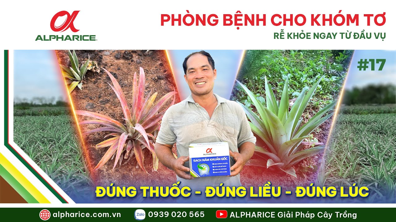 LIỀU LƯỢNG & THỜI ĐIỂM PHUN PHÒNG SẠCH NẤM KHUẨN GỐC CHO KHÓM TƠ - LÀM ĐÚNG TỪ ĐẦU VỤ