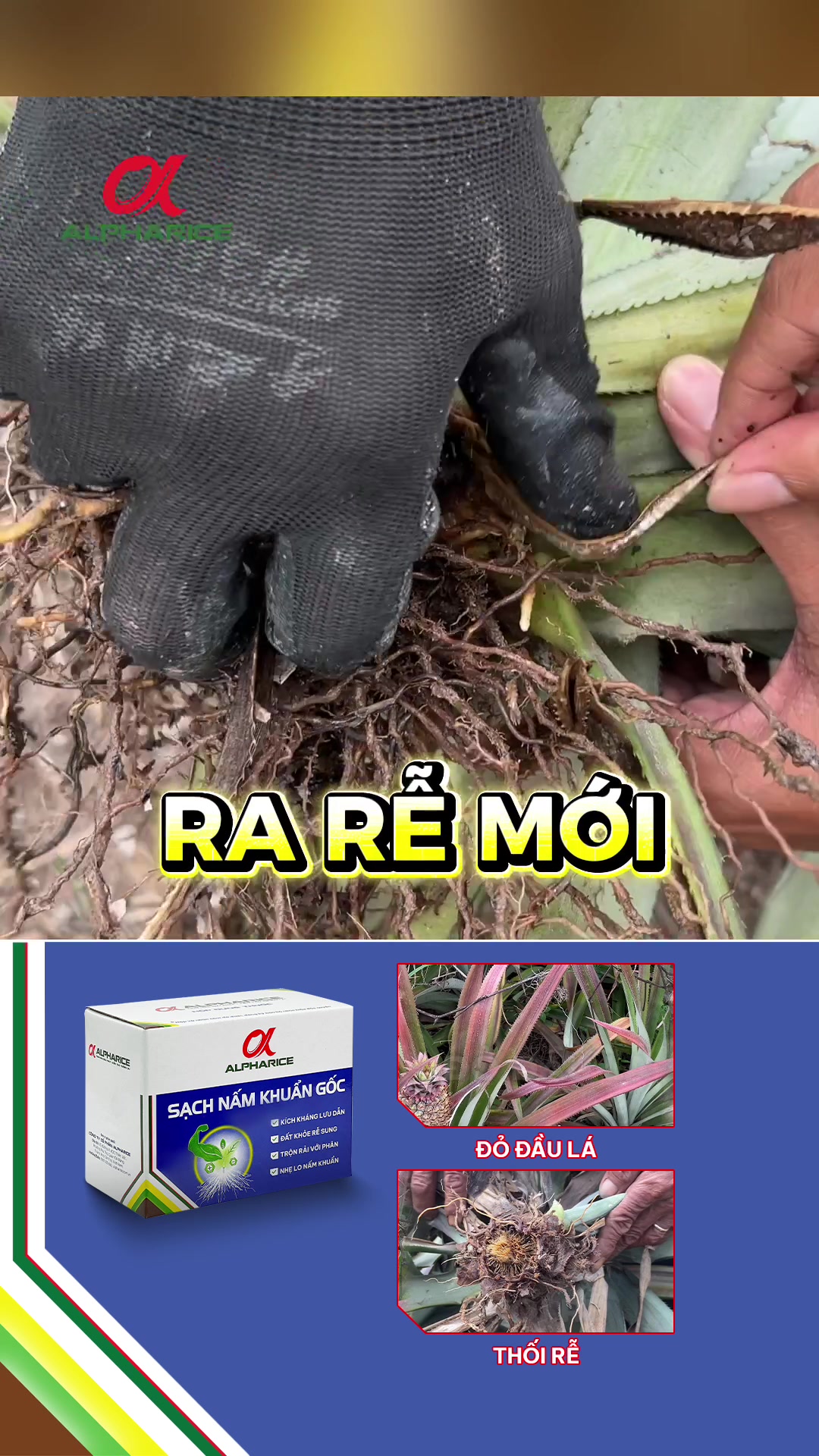 Sạch Nấm Khuẩn Gốc giúp kiểm soát nấm bệnh hại vùng gốc, rễ khóm