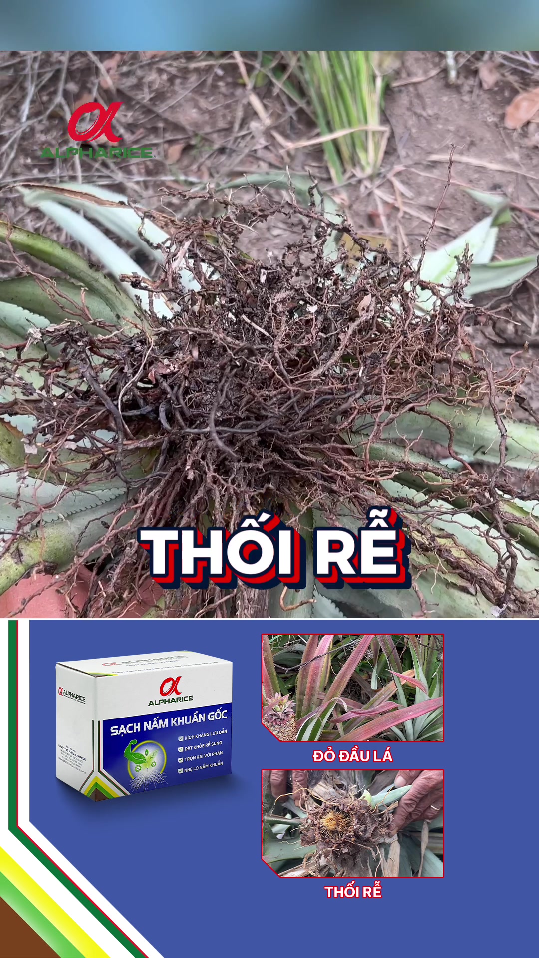 Bệnh lá đỏ, thối rễ gây thiệt hại như thế nào đến cây khóm?