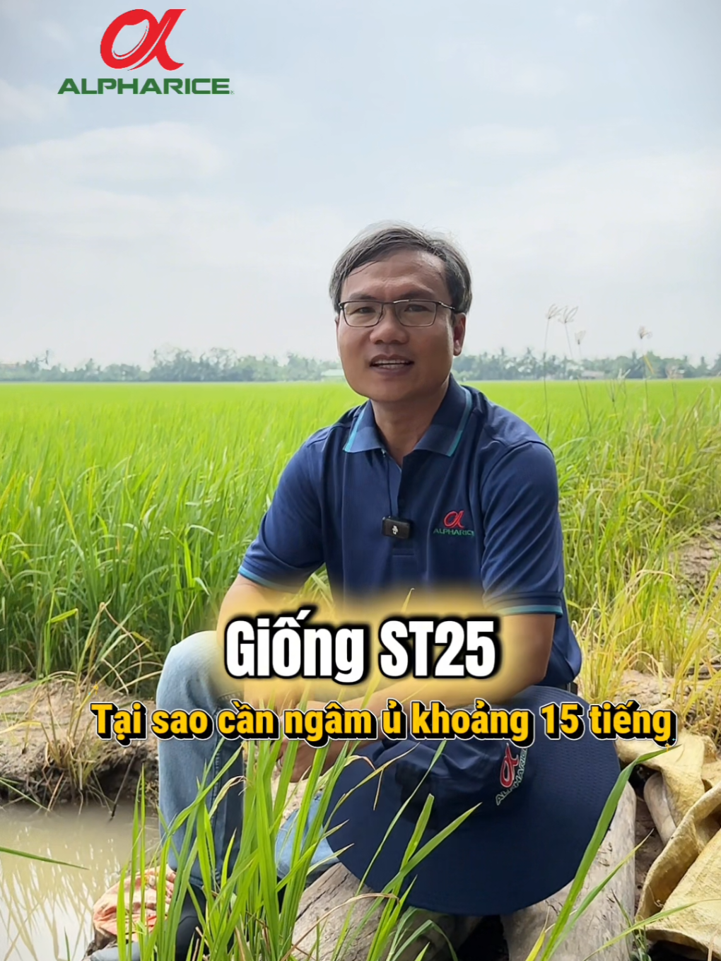 Tại sao ST25 nên ngâm dưới 15 tiếng? Bà Con hãy theo dõi nhé!