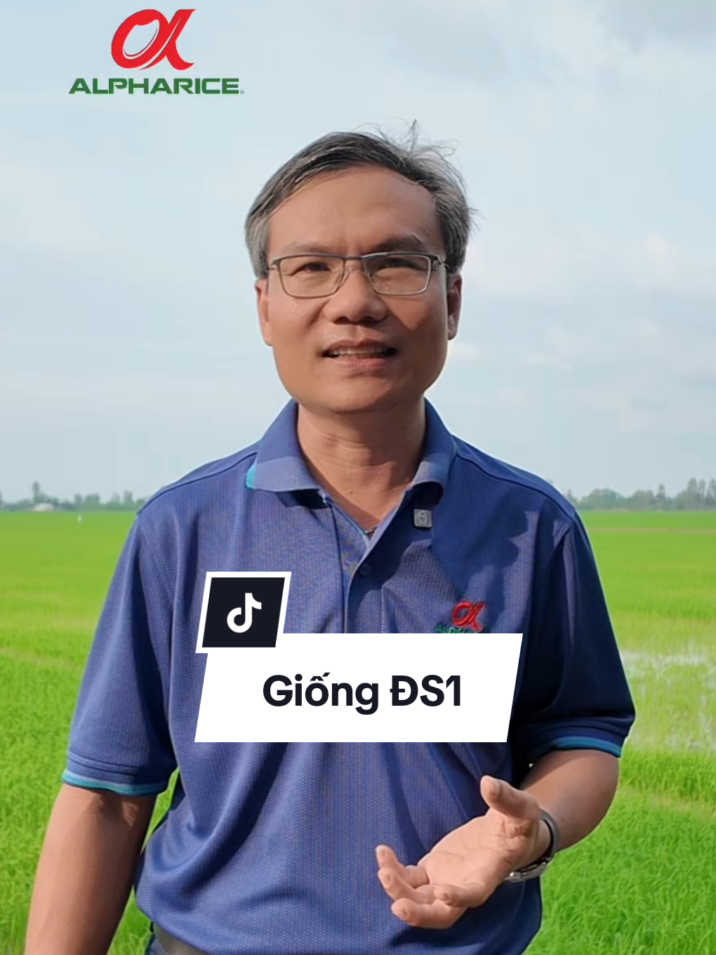 Giống lúa ĐS1 đắt nhiều phân bón khi canh tác, tại sao?