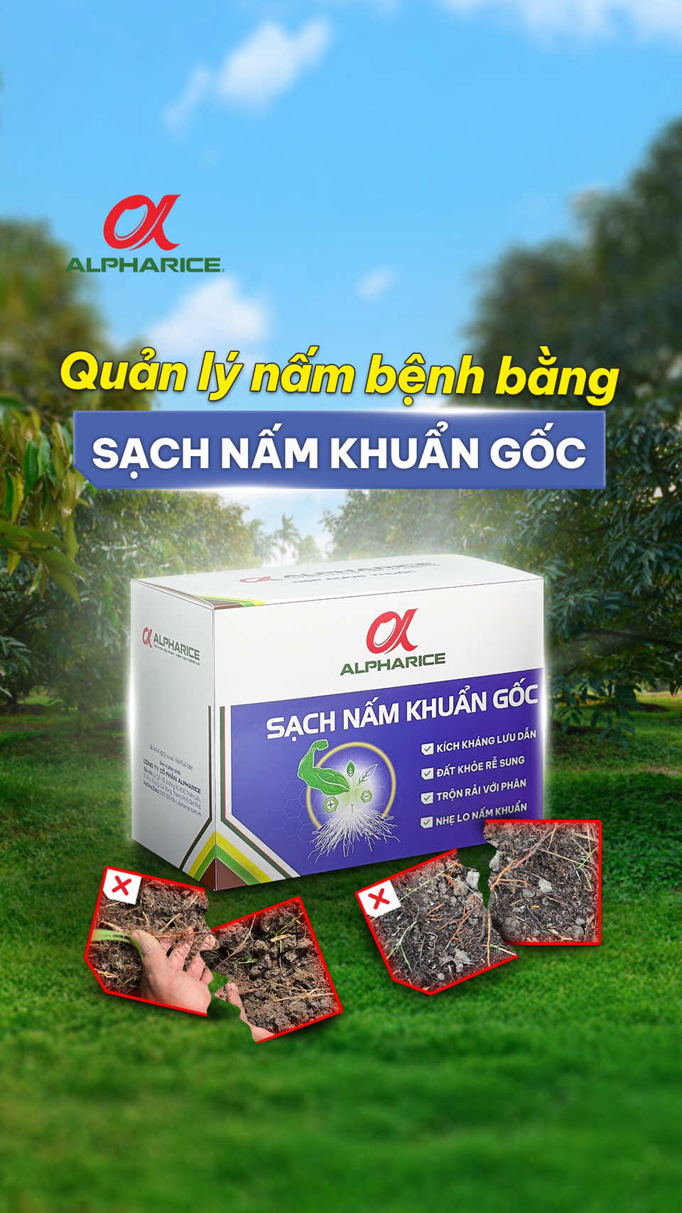 Giải pháp quản lý nấm và phục hồi rễ rễ