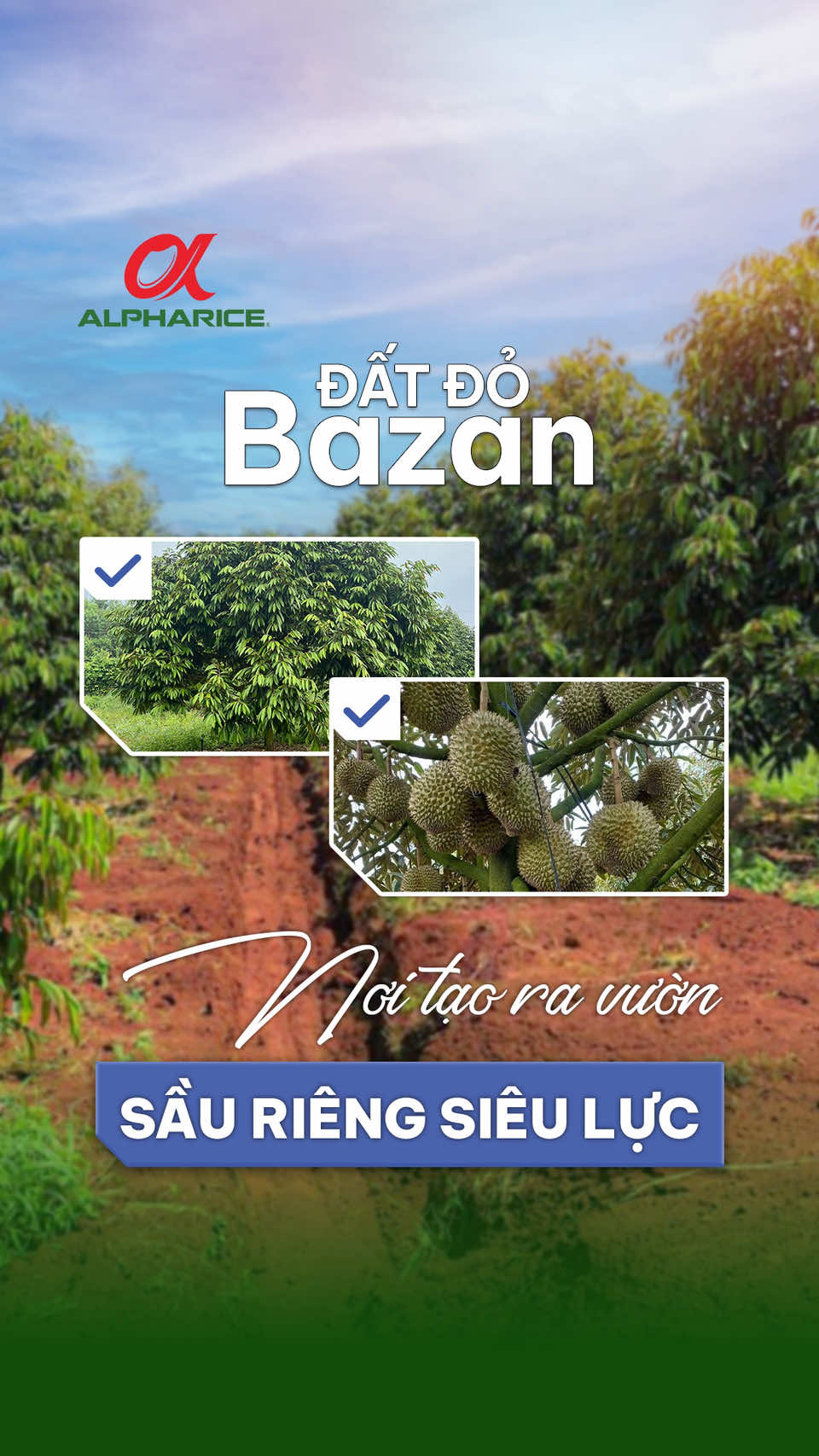 Vùng đất đỏ Bazan nơi tạo ra vườn siêu lực