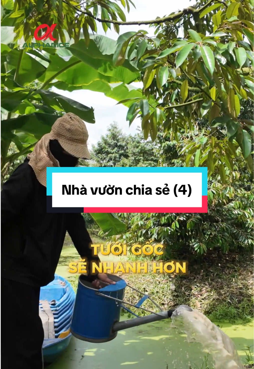 Bệnh từ rễ mà ra - Phòng ngừa nấm gốc -  Rễ Khoẻ - Cây Sung