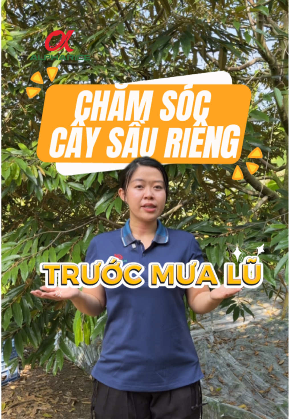 #1 Chăm sóc Cây Sầu Riêng trước mưa bão cùng Alpharice Sầu Riêng chỉ với 4 bước đơn giản sau, mời bà con xem video