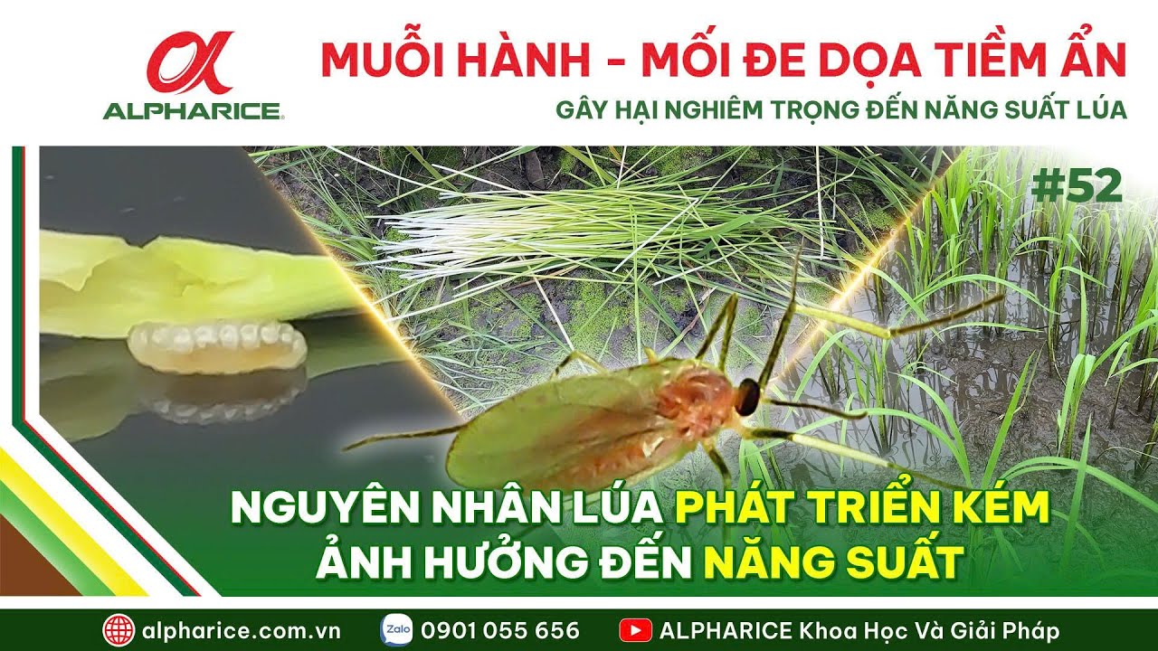 MUỖI HÀNH - MỐI ĐE DỌA NGHIÊM TRỌNG ĐẾN NĂNG SUẤT VÀ CHẤT LƯỢNG CÂY LÚA