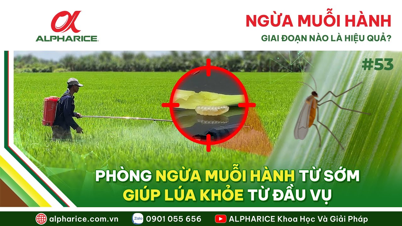 NGỪA MUỖI HÀNH GIAI ĐOẠN NÀO LÀ HIỆU QUẢ?