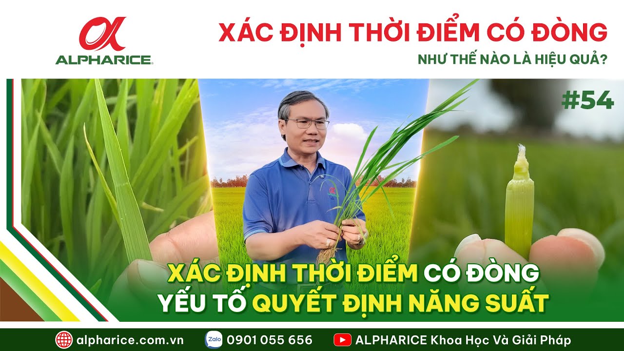 CÁCH XÁC ĐỊNH THỜI ĐIỂM LÚA CÓ ĐÒNG & ĐÓN ĐÒNG HIỆU QUẢ