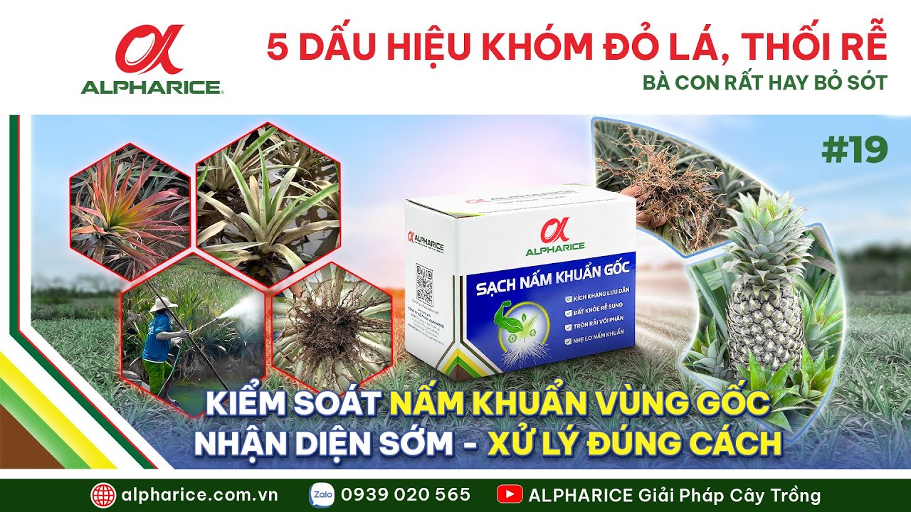 5 DẤU HIỆU KHÓM BỊ ĐỎ LÁ, THỐI RỄ SỚM – BÀ CON DỄ BỎ SÓT