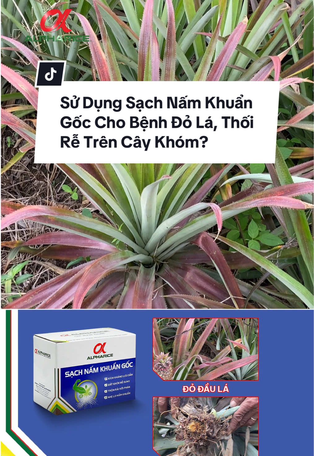 Sử dụng Sạch Nấm Khuẩn Gốc Cho Bệnh Đỏ Lá, Thối Rễ Trên Khóm?