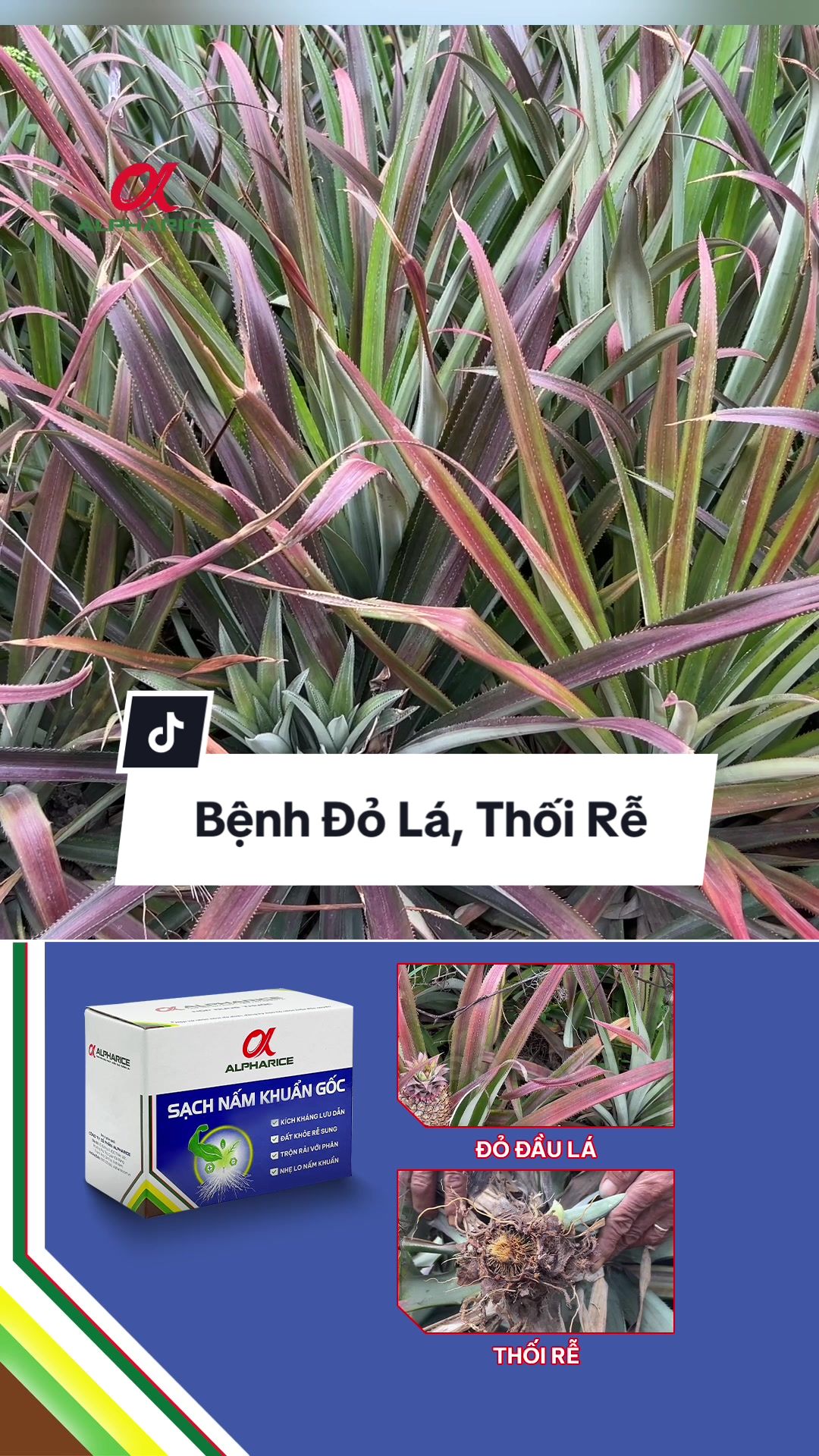 Chia sẻ về bệnh đỏ lá, thối rễ qua gốc nhìn của nhà nông trồng khóm?