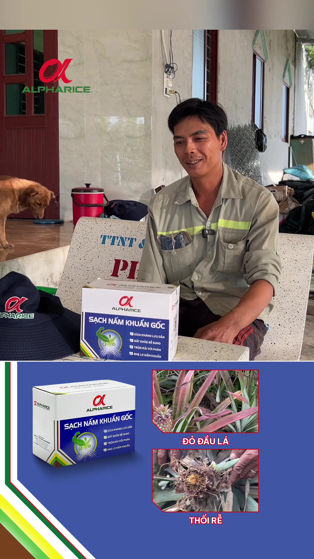 Sử dụng Nấm Nấm Khuẩn Gốc cho khóm bệnh đỏ lá, rêu rễ?