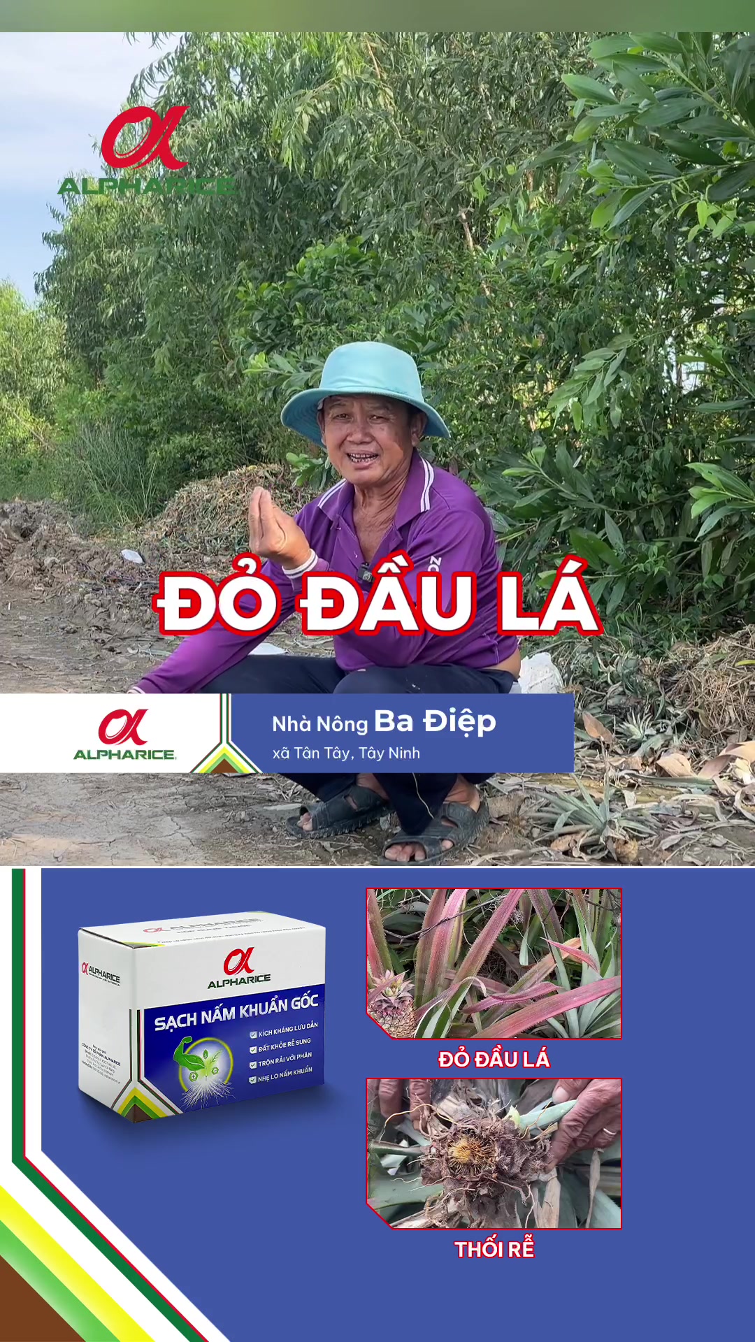 Gốc nhìn thực tế về hiệu quả của Sạch Nấm Khuẩn Gốc trên cây khóm bệnh đỏ lá, thối rễ