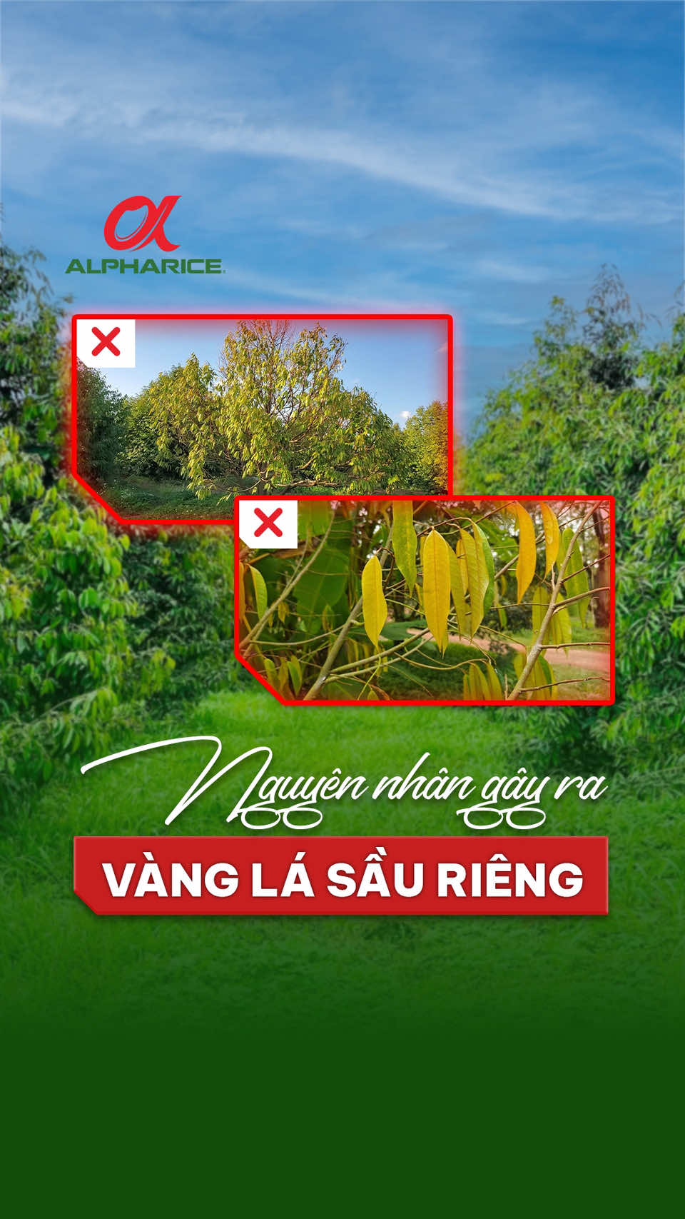Sầu riêng vàng lá nguyên nhân đầu tiên là gì?