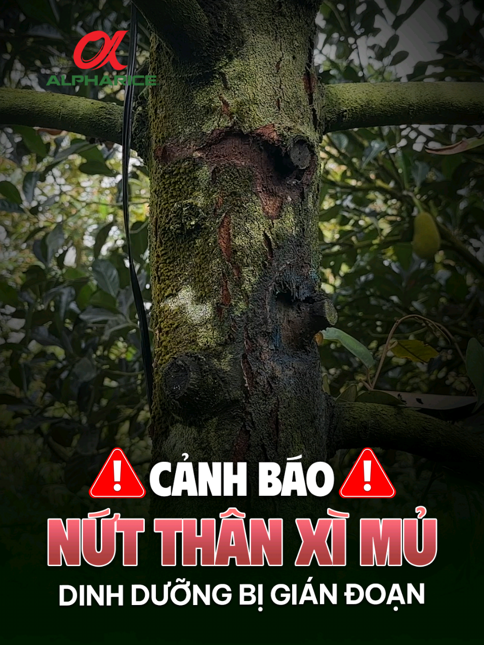 Nứt thân, bơm ép dòng dinh dưỡng đang bị gián đoạn