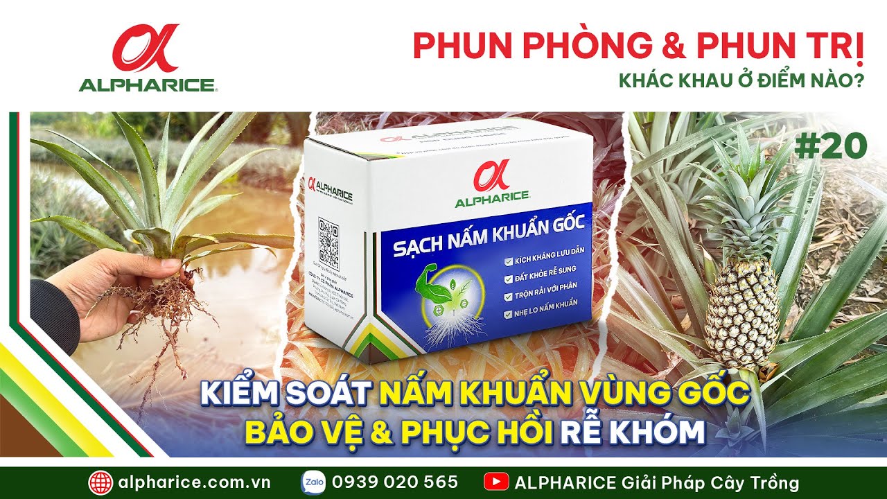PHUN PHÒNG & PHUN TRỊ NẤM GỐC KHÁC NHAU Ở ĐIỂM NÀO I ALPHARICE