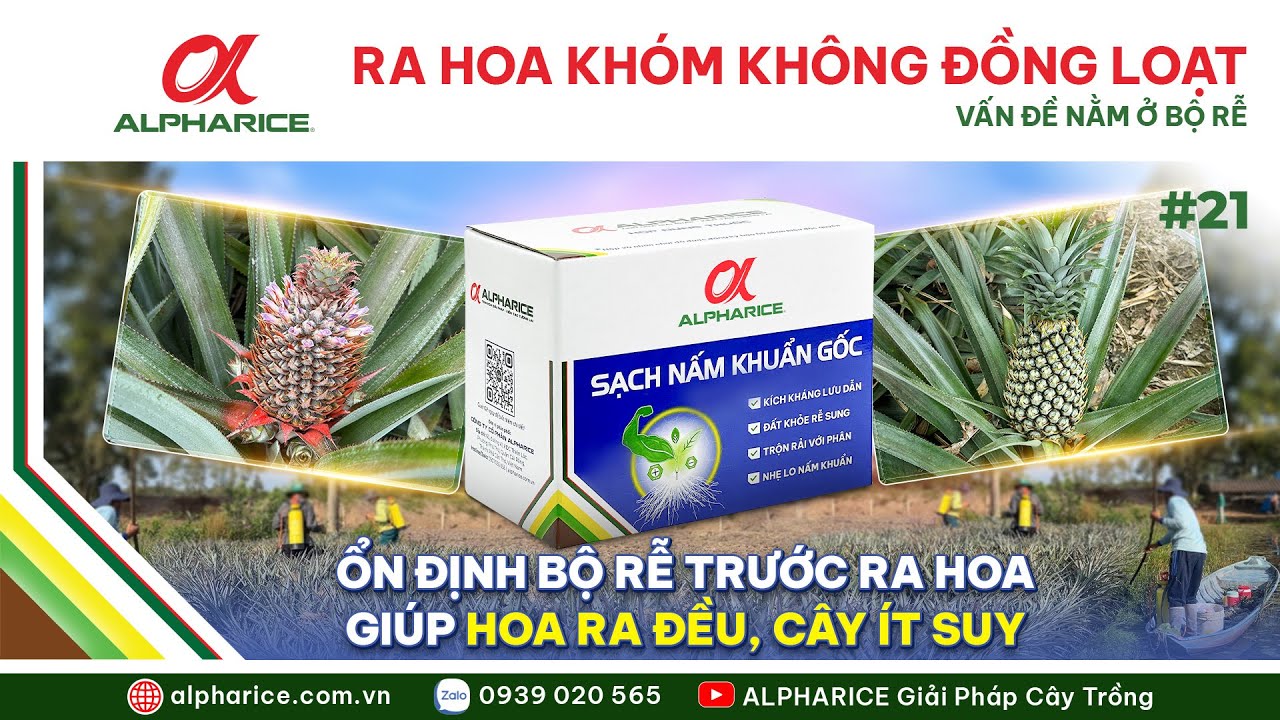 XỬ LÝ RA HOA KHÓM KHÔNG ĐỒNG LOẠT? NGUYÊN NHÂN NẰM Ở BỘ RỄ MÀ ÍT BÀ CON ĐỂ Ý