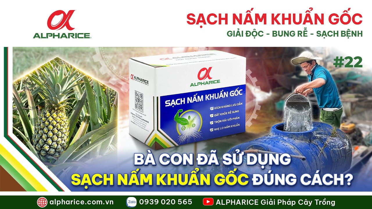 BÀ CON ĐÃ SỬ DỤNG SẠCH NẤM KHUẨN GỐC ĐÚNG CÁCH?