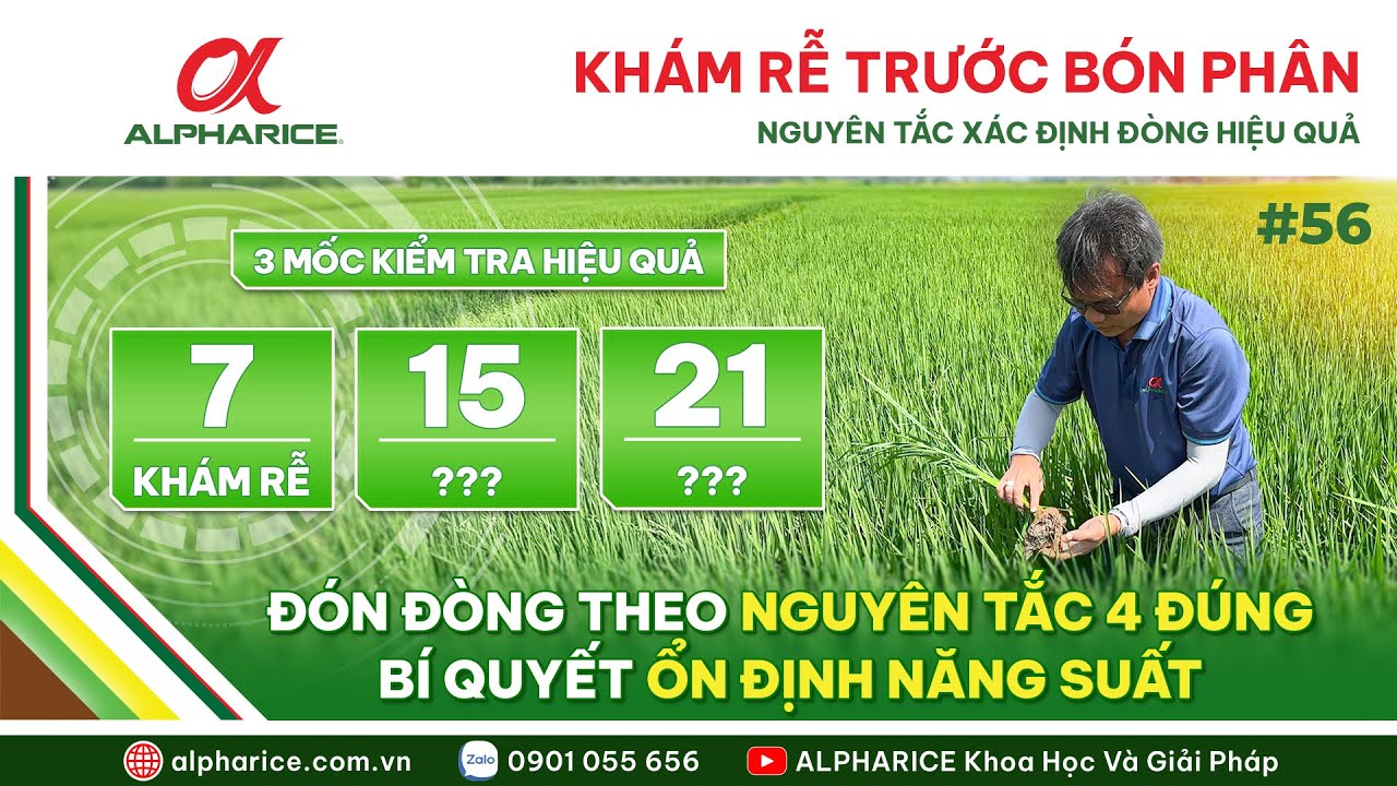 GIẢI PHÁP KHÁM RỄ TRƯỚC BÓN PHÂN ĐÓN ĐÒNG - CÁCH XÁC ĐỊNH ĐÓN ĐÒNG THEO NGUYÊN TẮC 4 ĐÚNG