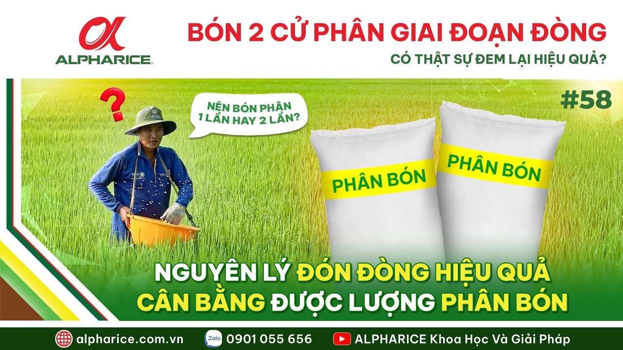 BÓN PHÂN GIAI ĐOẠN LÀM ĐÒNG 2 LẦN CÓ HIỆU QUẢ? NGUYÊN LÝ NÀO GIÚP ĐÓN ĐÒNG HIỆU QUẢ