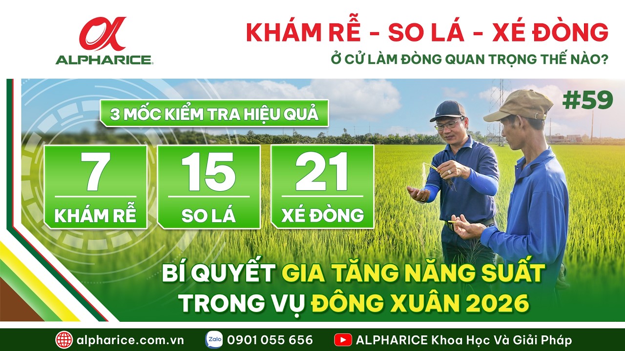 QUY TẮC “7 - 15 - 21” Ở CỬ LÀM ĐÒNG BÍ QUYẾT GIA TĂNG NĂNG SUẤT VỤ ĐÔNG XUÂN 2026