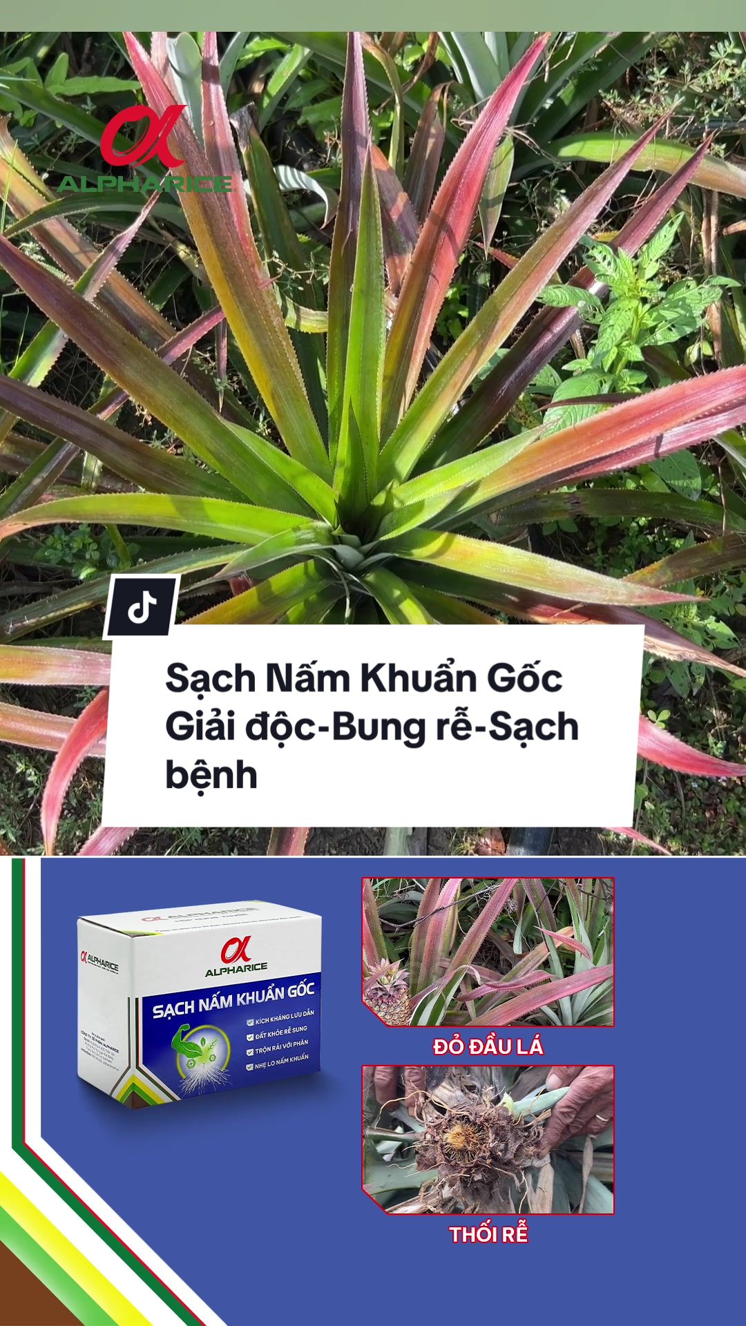 Sạch Nấm Khuẩn Gốc Giải Độc - Bung Rễ - Sạch bệnh