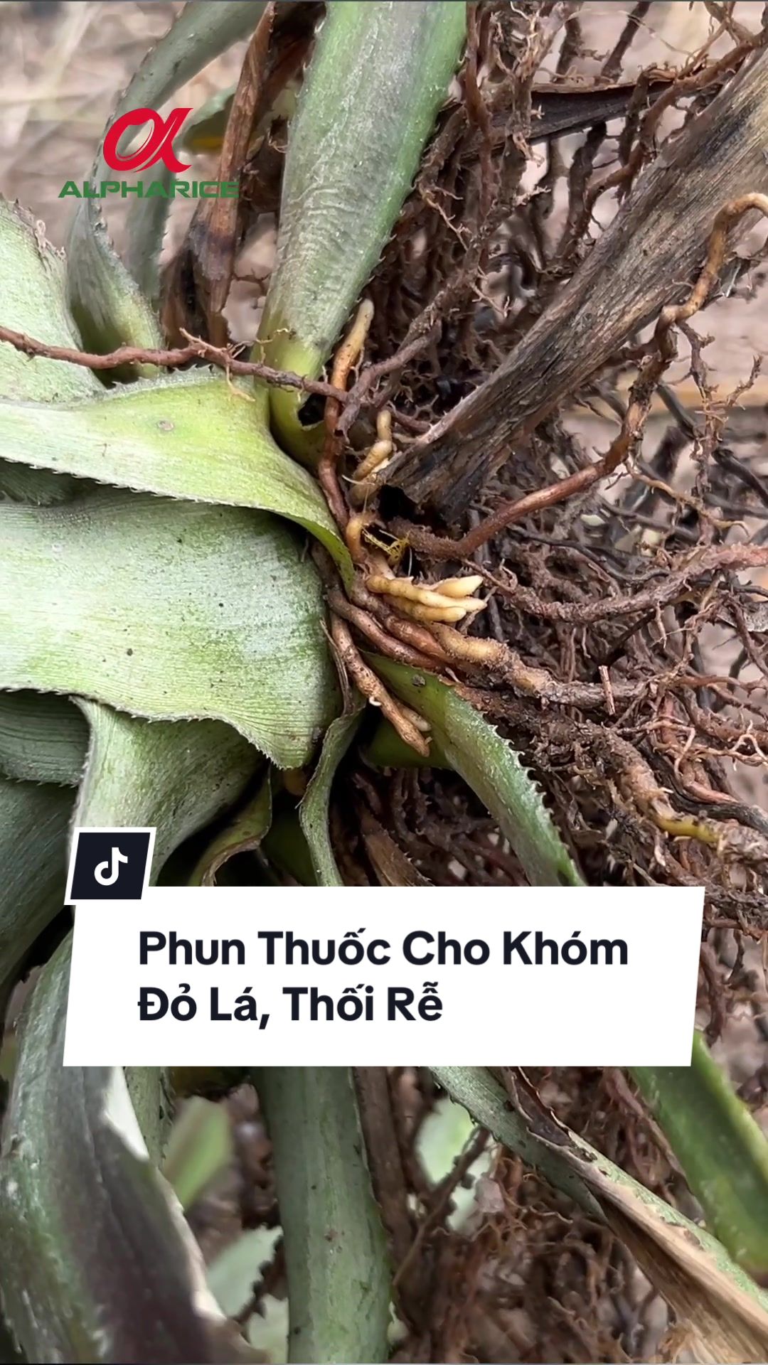 Phun thuốc cho khóm bệnh đỏ lá, thối rễ