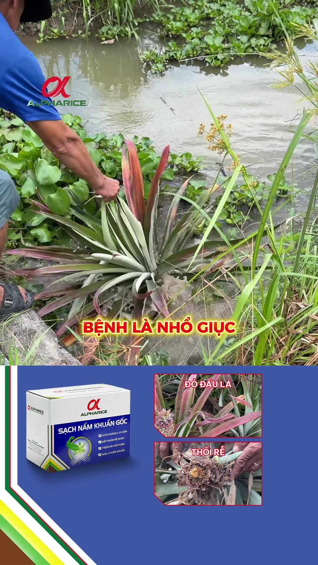 Chia sẻ chân thật về căn bệnh đỏ lá, thối rễ qua lời kể từ bà con