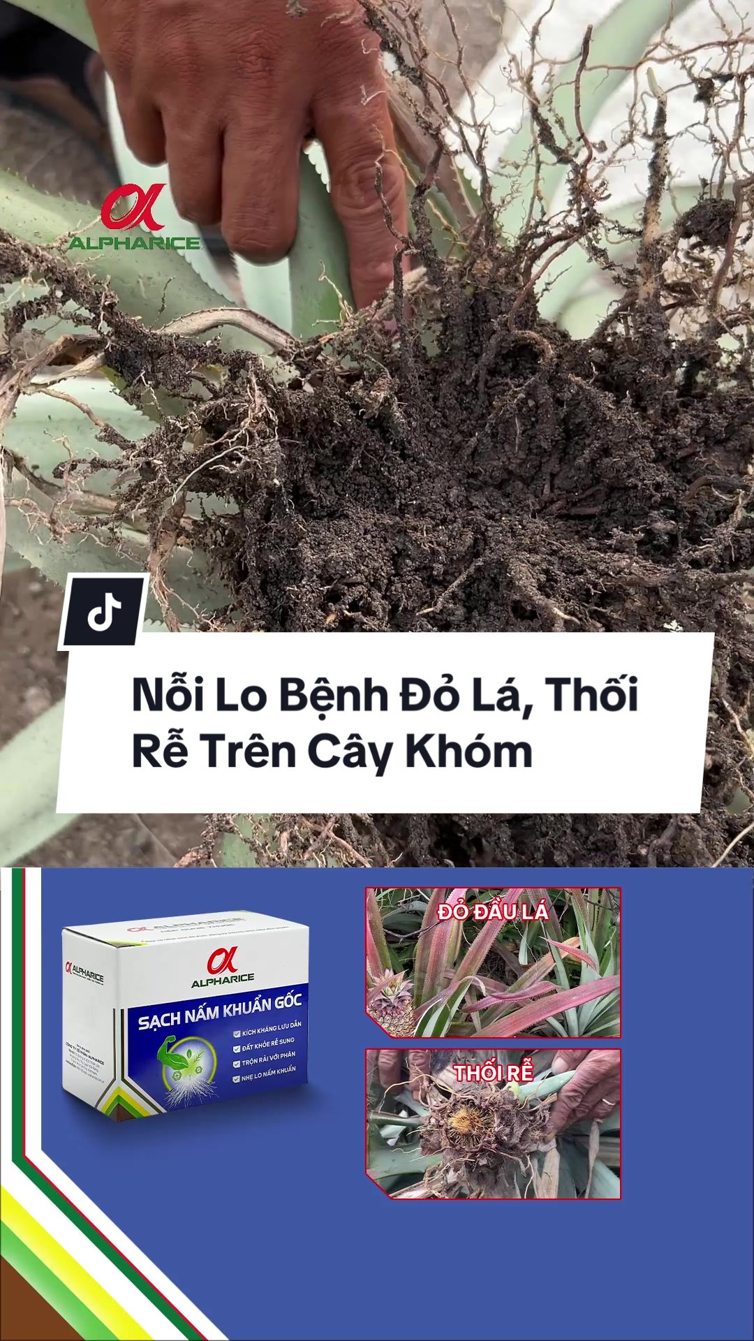 Nỗi lo bệnh đỏ lá, thối rễ trên cây khóm