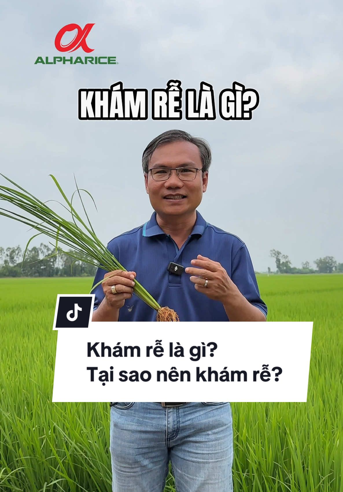 Khám - So - Xé quan trọng như thế nào trong giai đoạn làm đòng?