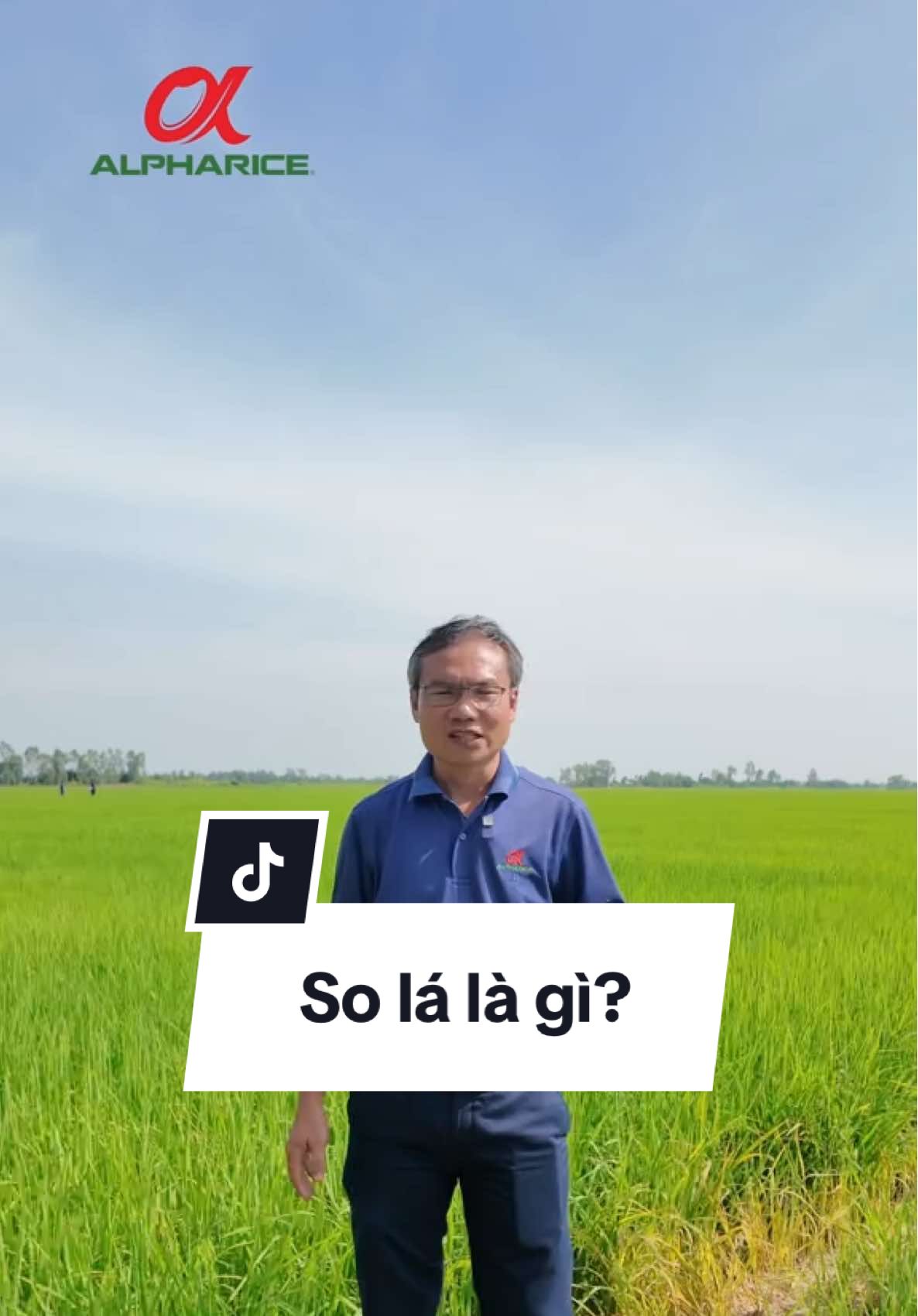 So Lá là gì? Tại sao phải So Lá trong giai đoạn làm đòng?