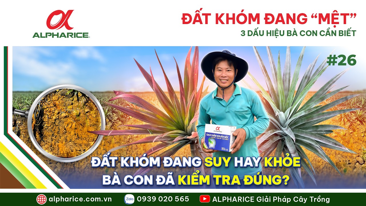 ĐẤT KHÓM ĐANG “MỆT”: 3 DẤU HIỆU ĐẤT LÀM RỄ SUY MÀ BÀ CON ÍT ĐỂ Ý I ALPHARICE