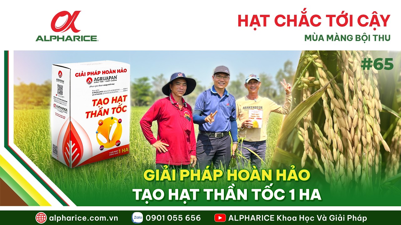 HẠT CHẮC TỚI CẬY, MÙA MÀNG BỘI THU VỚI GIẢI PHÁP HOÀN HẢO - TẠO HẠT THẦN TỐC 1HA | ALPHARICE