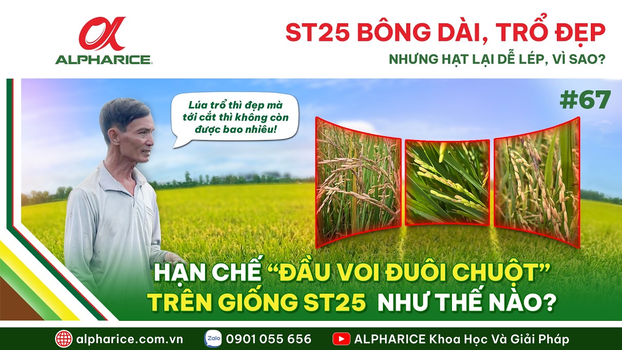 VÌ SAO ST25 BÔNG DÀI, TRỔ ĐẸP NHƯNG HẠT LẠI LEM LÉP? | ALPHARICE