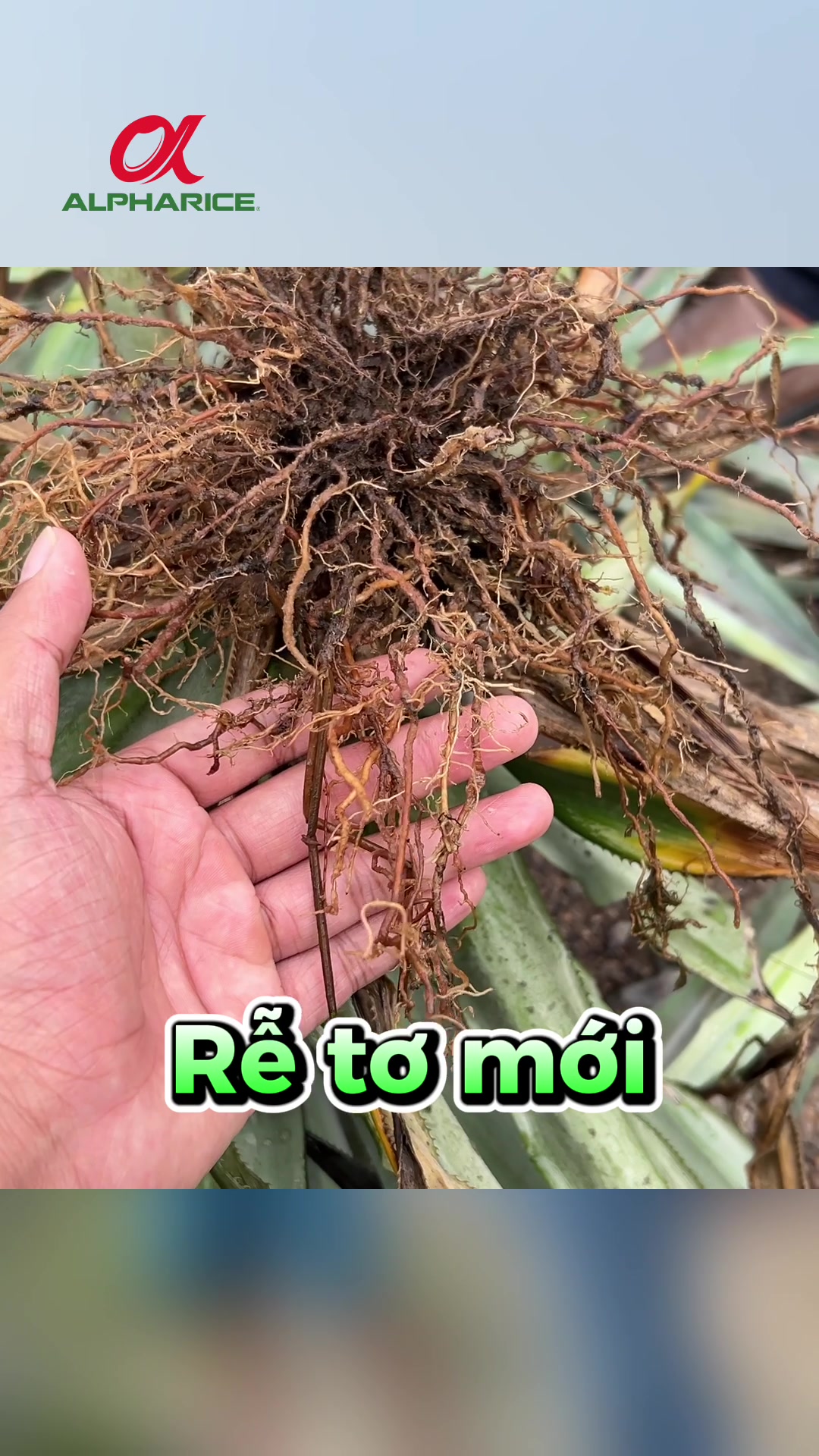 Kết quả sau 3 lần phun Sạch Nấm Khuẩn Gốc