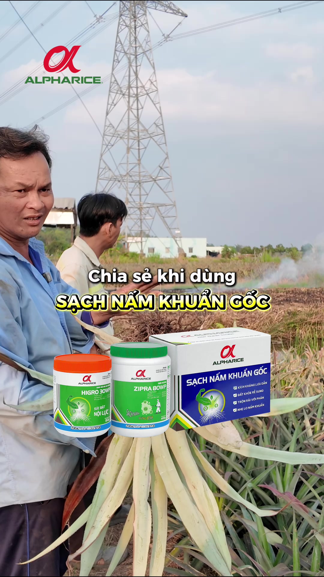 Giải pháp phòng & trị bệnh đỏ lá, thối rễ trên cây khóm
